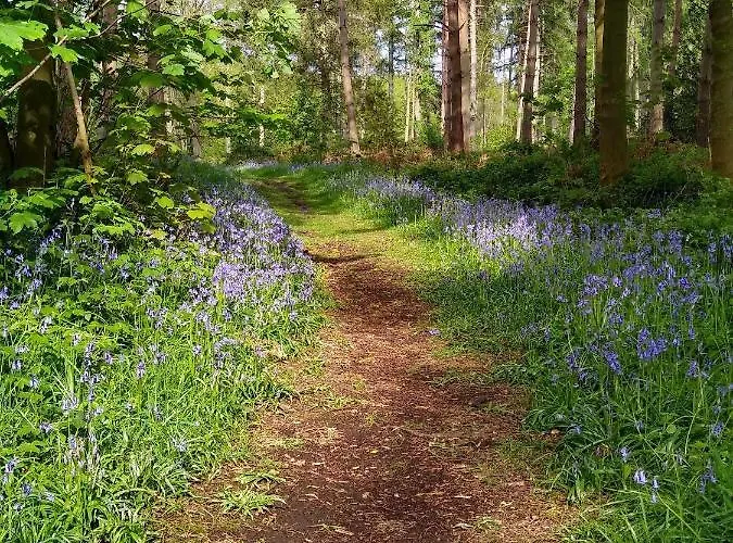 Hollicarrs - Long Lane Alojamento de Turismo Selvagem *