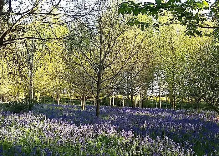 Hollicarrs - Long Lane Alojamento de Turismo Selvagem *