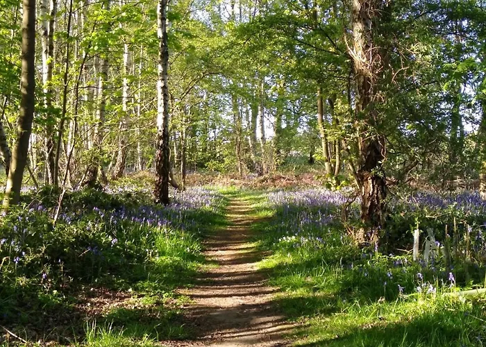 Alojamento de Turismo Selvagem Hollicarrs - Long Lane *